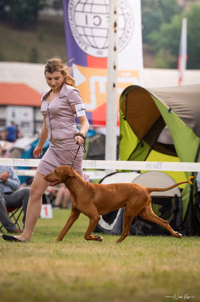 NVP Mladá Boleslav – Vizsla