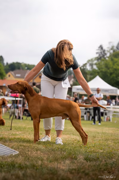 NVP Mladá Boleslav – Vizsla