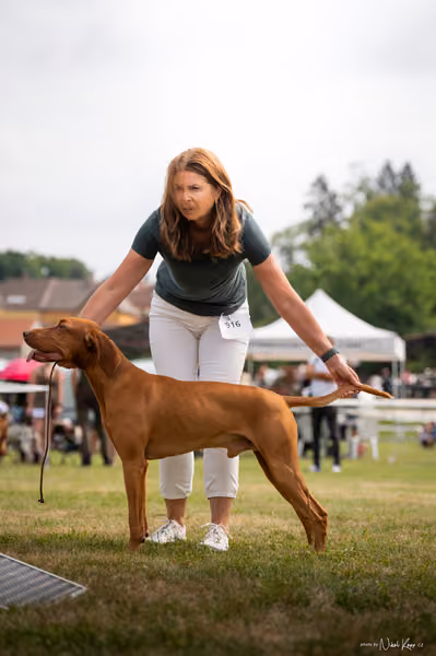 NVP Mladá Boleslav – Vizsla