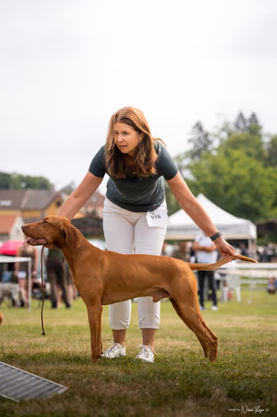 NVP Mladá Boleslav – Vizsla