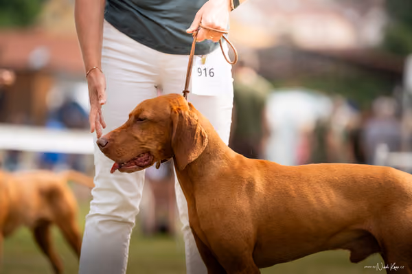NVP Mladá Boleslav – Vizsla