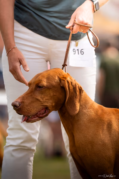 NVP Mladá Boleslav – Vizsla
