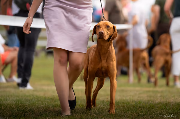 NVP Mladá Boleslav – Vizsla