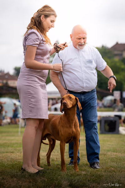 NVP Mladá Boleslav – Vizsla