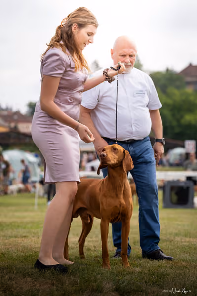 NVP Mladá Boleslav – Vizsla