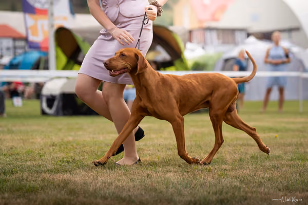NVP Mladá Boleslav – Vizsla