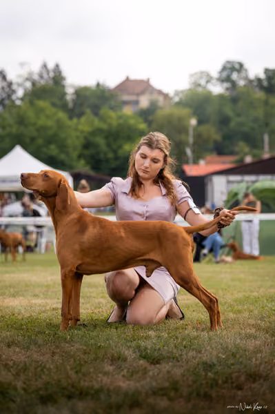 NVP Mladá Boleslav – Vizsla