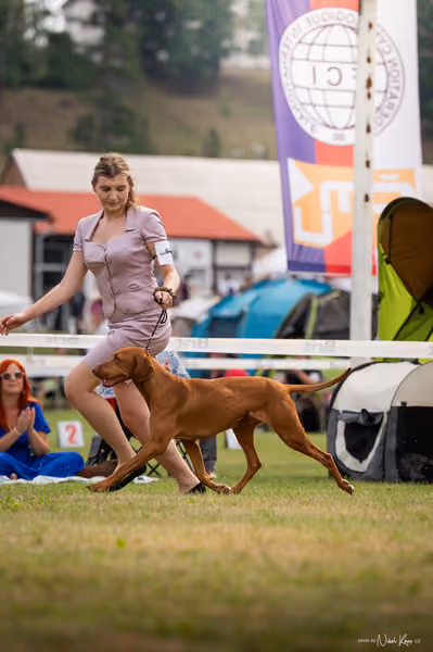 NVP Mladá Boleslav – Vizsla