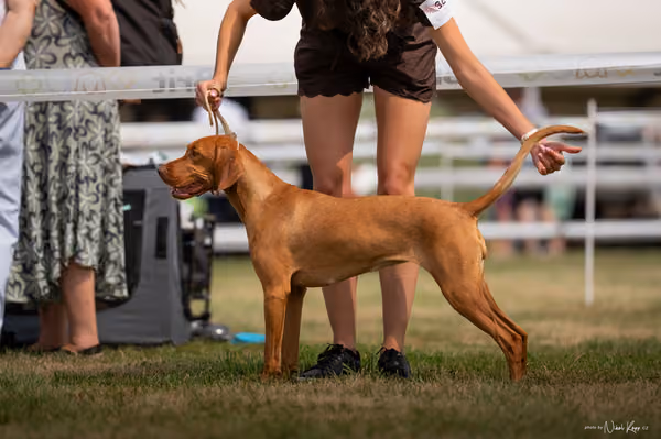 NVP Mladá Boleslav – Vizsla