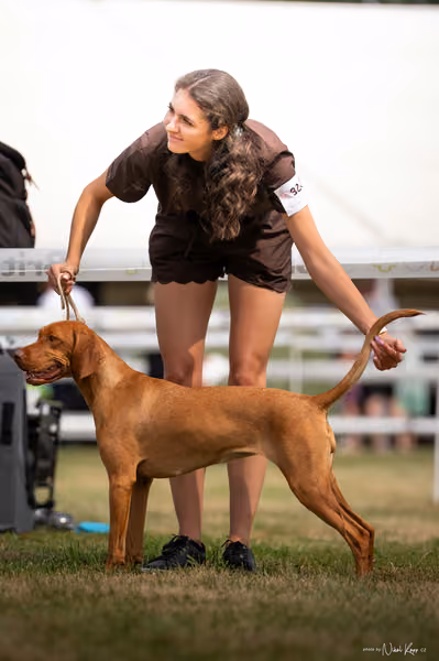 NVP Mladá Boleslav – Vizsla