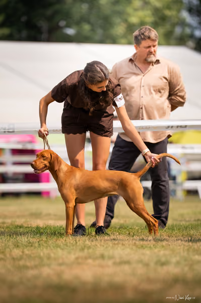 NVP Mladá Boleslav – Vizsla