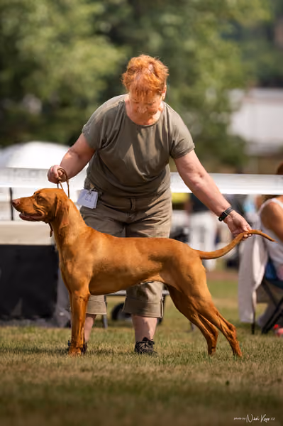 NVP Mladá Boleslav – Vizsla