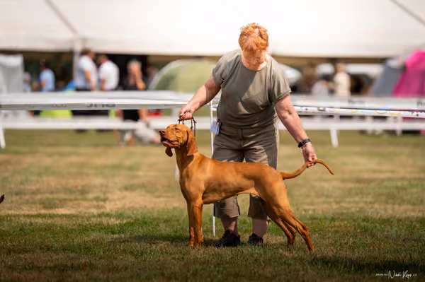 NVP Mladá Boleslav – Vizsla