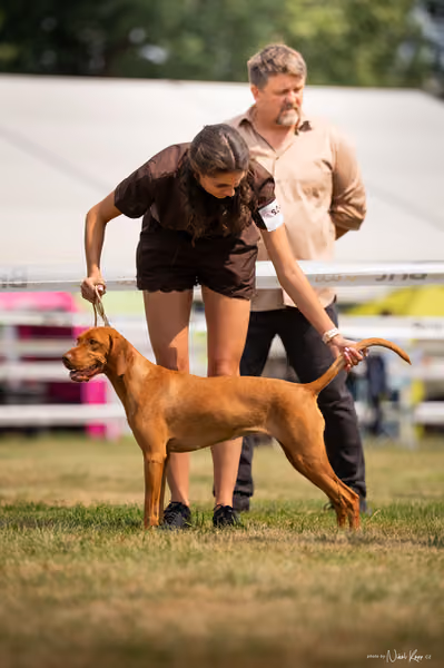 NVP Mladá Boleslav – Vizsla
