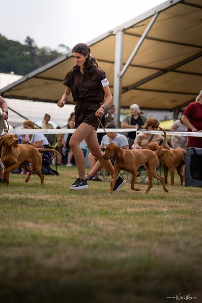 NVP Mladá Boleslav – Vizsla