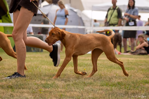 NVP Mladá Boleslav – Vizsla