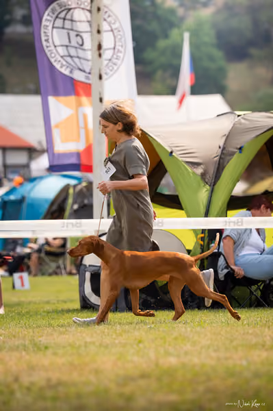 NVP Mladá Boleslav – Vizsla