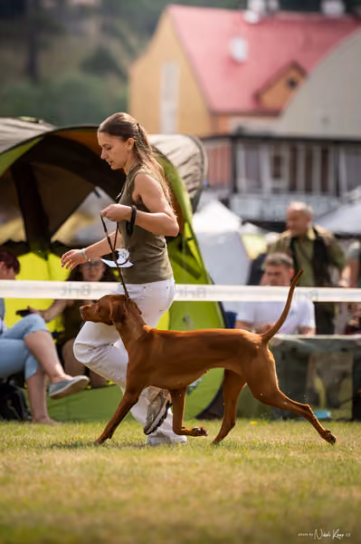 NVP Mladá Boleslav – Vizsla