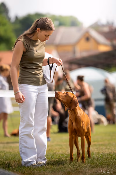NVP Mladá Boleslav – Vizsla