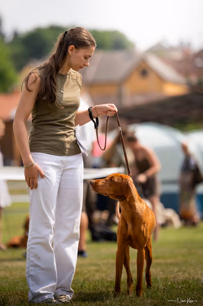 NVP Mladá Boleslav – Vizsla