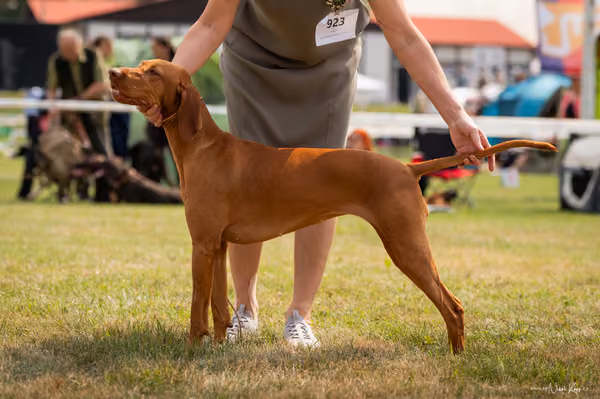 NVP Mladá Boleslav – Vizsla