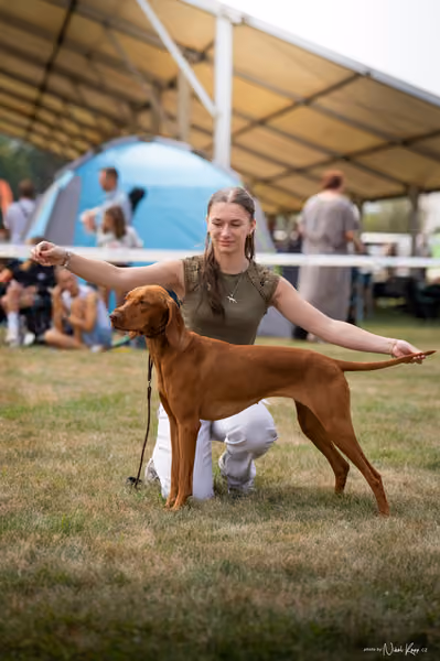 NVP Mladá Boleslav – Vizsla
