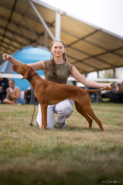 NVP Mladá Boleslav – Vizsla