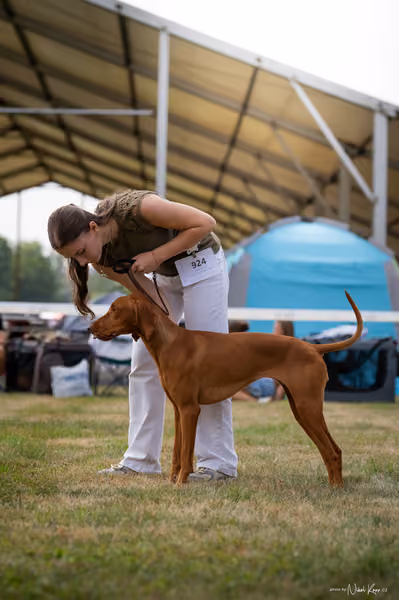 NVP Mladá Boleslav – Vizsla
