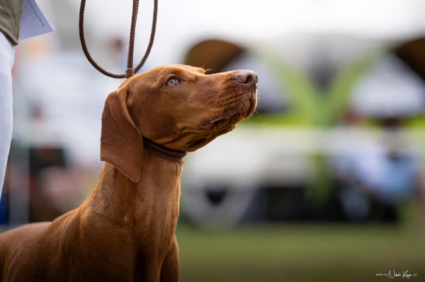 NVP Mladá Boleslav – Vizsla