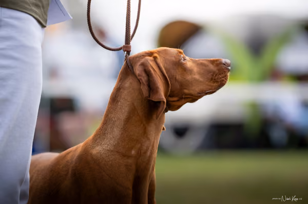 NVP Mladá Boleslav – Vizsla