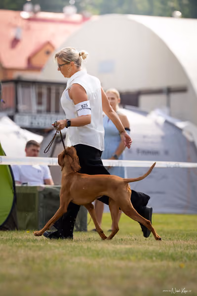 NVP Mladá Boleslav – Vizsla