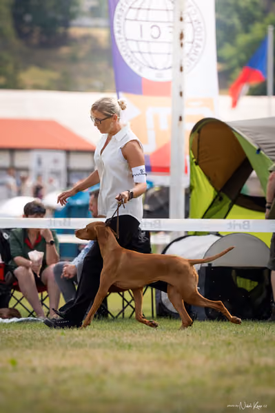 NVP Mladá Boleslav – Vizsla