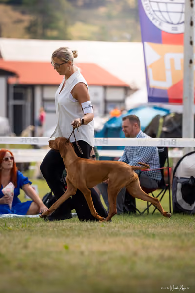NVP Mladá Boleslav – Vizsla