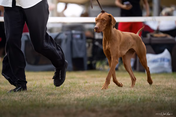 NVP Mladá Boleslav – Vizsla