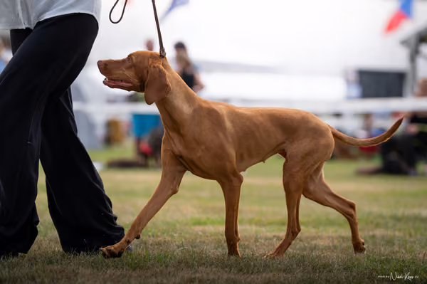 NVP Mladá Boleslav – Vizsla