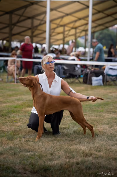 NVP Mladá Boleslav – Vizsla