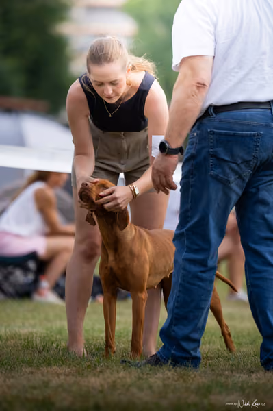 NVP Mladá Boleslav – Vizsla