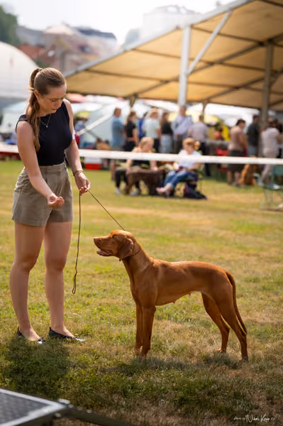 NVP Mladá Boleslav – Vizsla