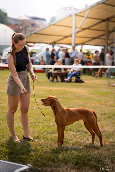 NVP Mladá Boleslav – Vizsla