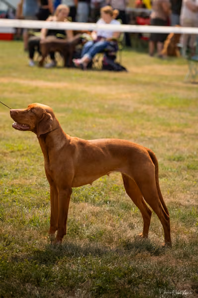 NVP Mladá Boleslav – Vizsla