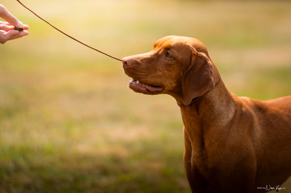 NVP Mladá Boleslav – Vizsla
