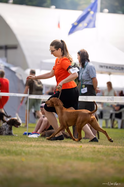 NVP Mladá Boleslav – Vizsla