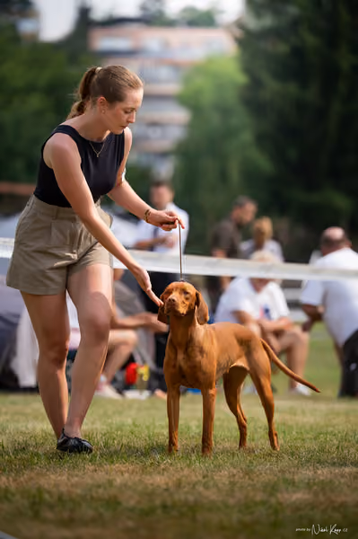 NVP Mladá Boleslav – Vizsla