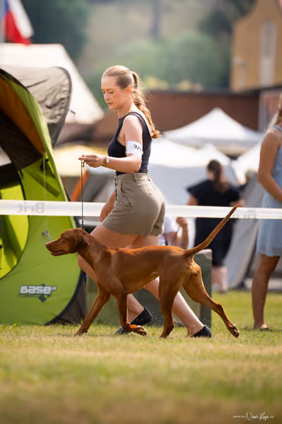 NVP Mladá Boleslav – Vizsla