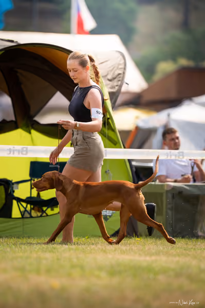 NVP Mladá Boleslav – Vizsla