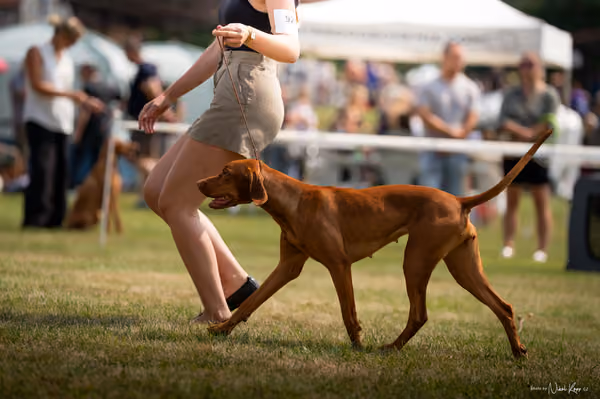 NVP Mladá Boleslav – Vizsla