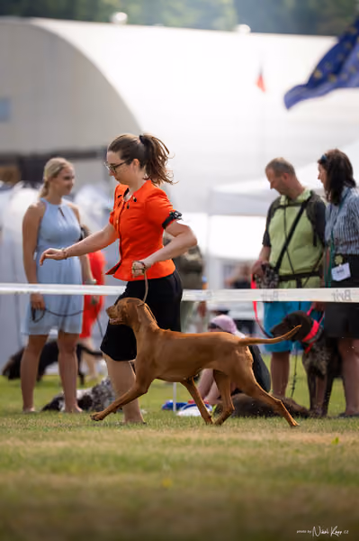 NVP Mladá Boleslav – Vizsla