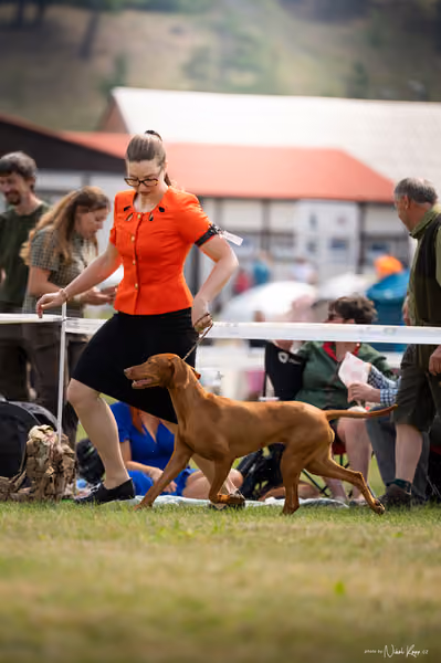 NVP Mladá Boleslav – Vizsla