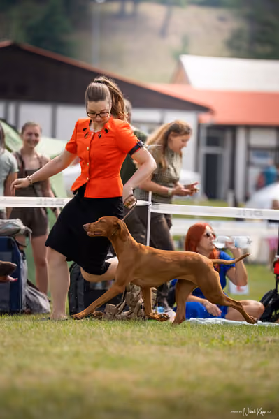 NVP Mladá Boleslav – Vizsla
