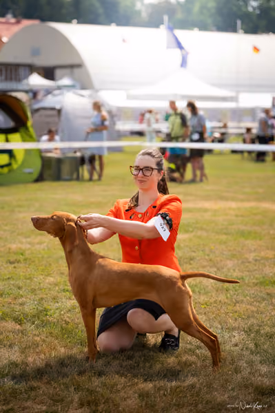 NVP Mladá Boleslav – Vizsla
